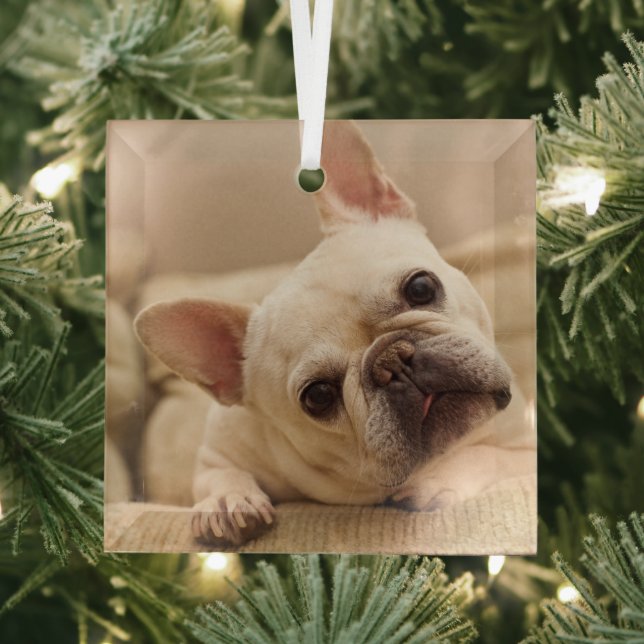 Ornement En Verre Animaux de bébés cutest | French Bulldog Head Tilt (Insitu)