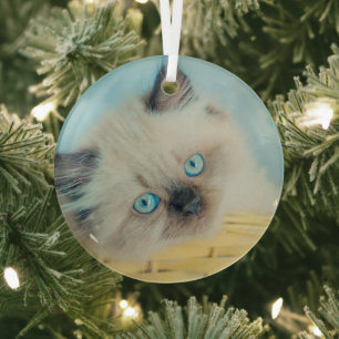 Ornement En Verre Animaux de bébés cutest   Himalaya Seal Point Cat