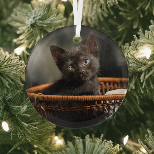 Ornement En Verre Animaux de bébés cutest | Kitten dans le panier (Insitu)