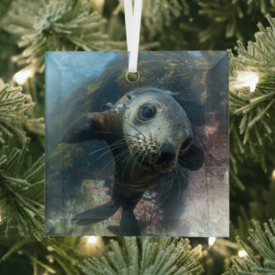 Ornement En Verre Animaux de bébés cutest   Phoque sous-marin Cape F