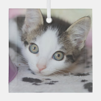 Ornement En Verre Cute Kitten 1 Photo Square