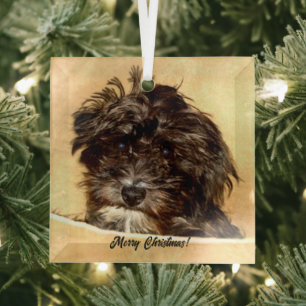 Ornement en verre de chien Schnoodle