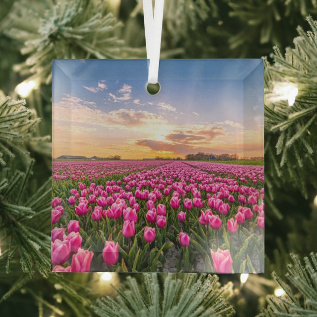 Ornement En Verre Fleurs | Tulips Holland Sud, Pays-Bas (Insitu)