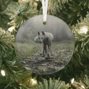 Ornement En Verre Husky Sibérien Blanc