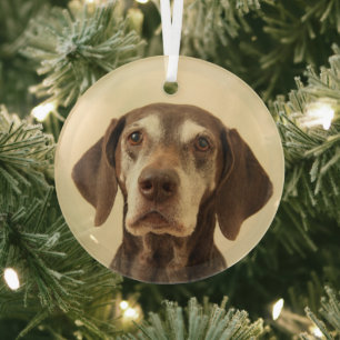 Ornement En Verre Pointeur court allemand noël