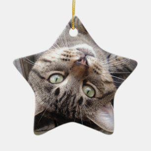 Ornement Étoile En Céramique Chat tigré sauvage rayé espiègle