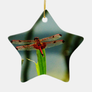 Ornement Étoile En Céramique Dragonfly rouge et noire tachetée