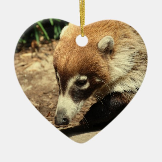 Ornement flairé blanc de Coati (Devant)