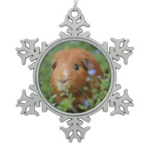 Cavies mignons de cavy d'animal familier