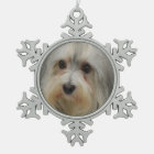 Chien de Havanese