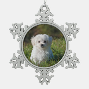 Ornement Flocon De Neige chiot maltais dans l'herbe