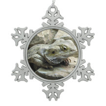 Dragon barbu