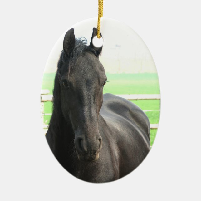 Ornement frison noir de cheval (Devant)