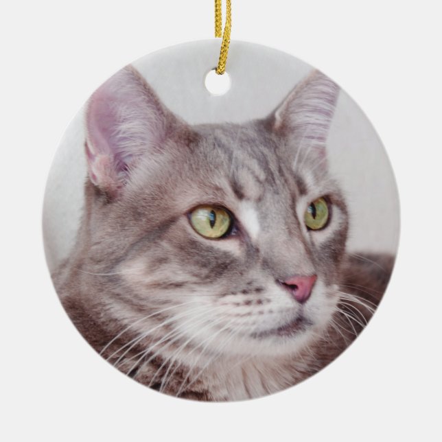 Ornement gris de chat tigré (Devant)