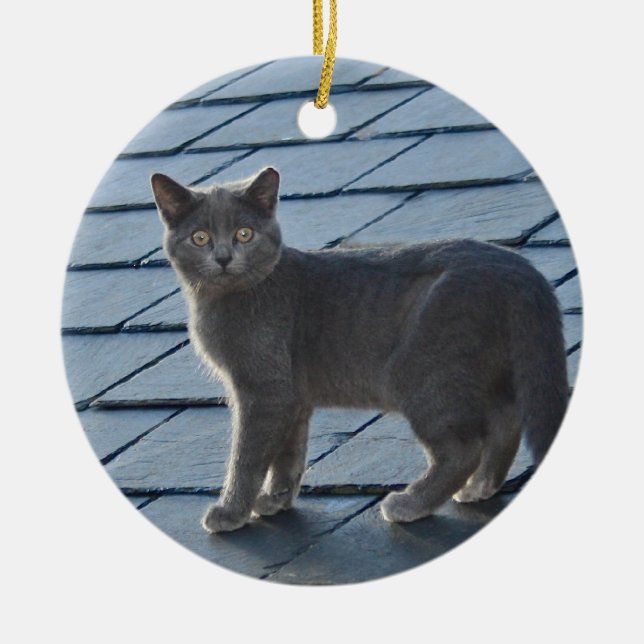 Ornement gris de chaton (Devant)