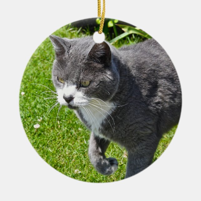 Ornement gris et blanc de chat (Devant)