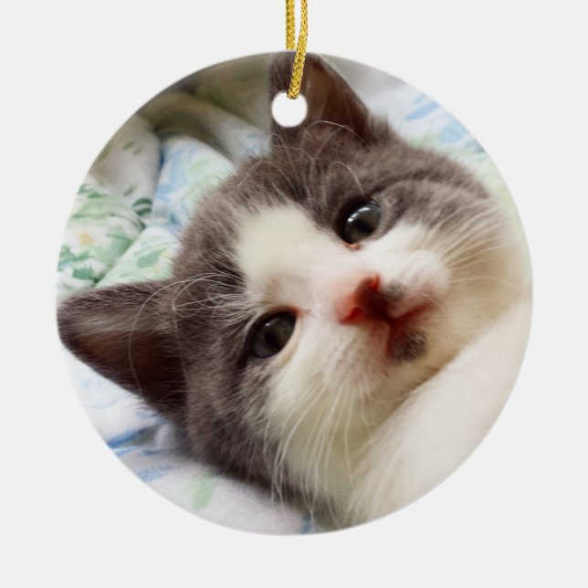 Ornement gris et blanc de chaton (Devant)