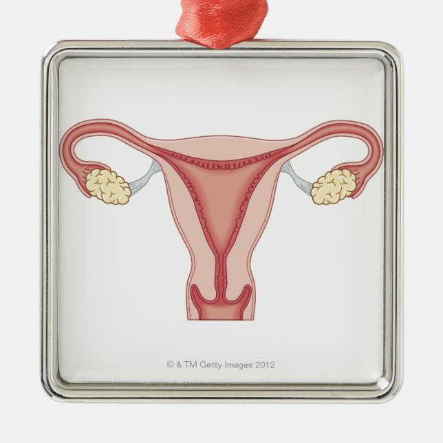 Ornement Métallique Appareil génital féminin 2 (Devant)