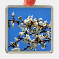 Arbre de printemps blanc fleuri blanc