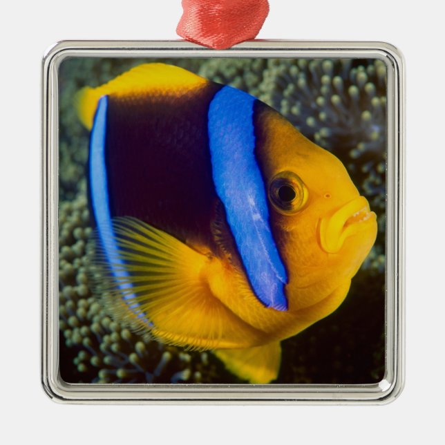 Ornement Métallique Australie, Grande Barrière de corail, Anémonefish (Devant)