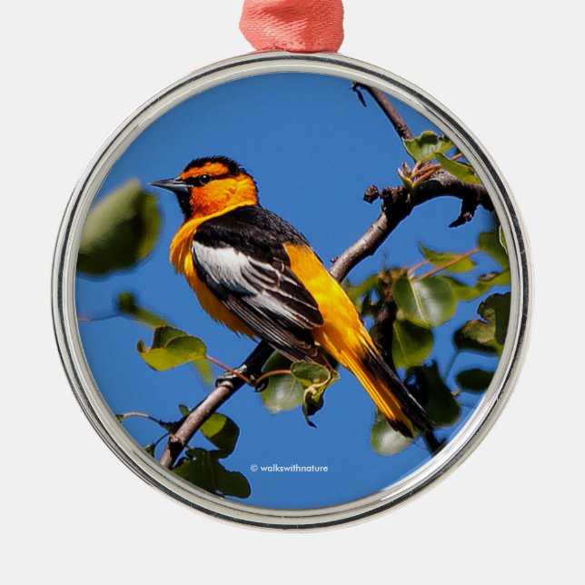 Ornement Métallique Beau Bullock's Oriole the Pear Tree (Devant)