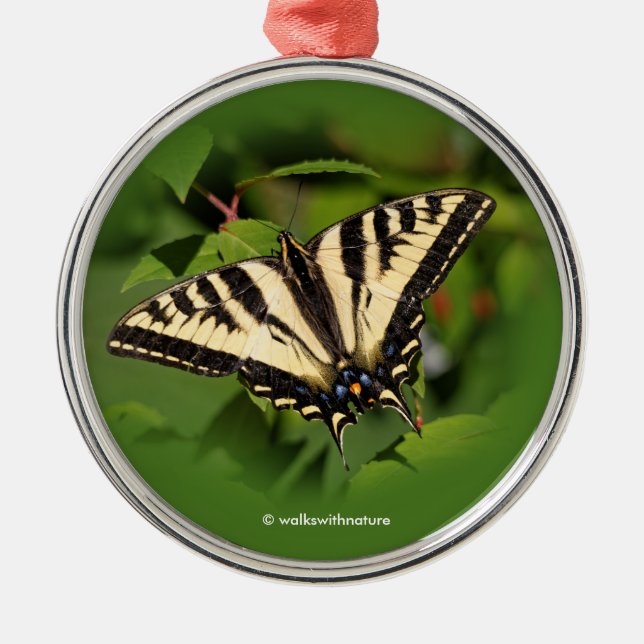 Ornement Métallique Beau papillon de l'Ouest de Tigre Swallowtail (Devant)