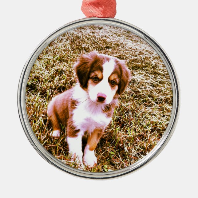 Ornement Métallique Berger australien miniature ! Mini chiot (Devant)