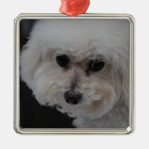 Ornement Métallique Bichon doux Frise
