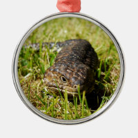 Blue Tongue Lizard Creeping