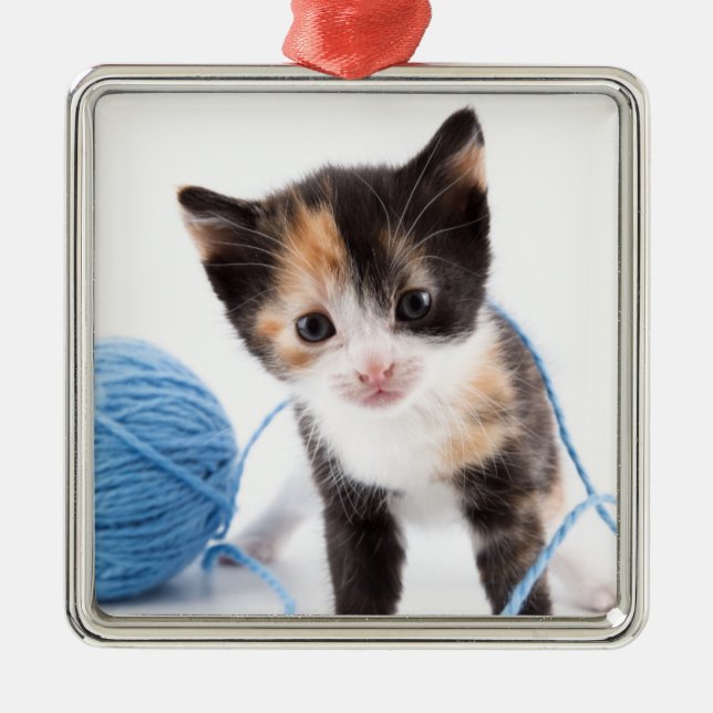Ornement Métallique Chaton mignon de calypso et fil bleu (Devant)