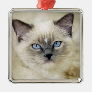 Ornement Métallique Chaton Ragdoll
