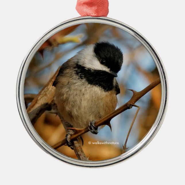 Ornement Métallique Chickadee Songbird, Joli Espérant (Devant)