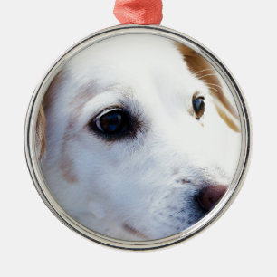 Ornement Métallique Chien blanc aux yeux fidèles, Animaux Animaux Chie