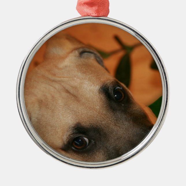Ornement Métallique chiot de cabot de Noir-bouche (Devant)