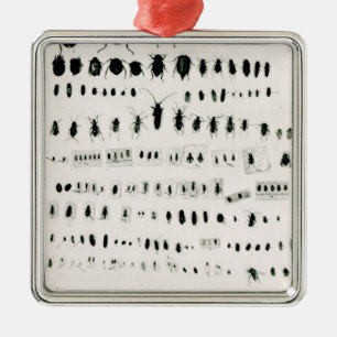 Ornement Métallique Collection de l'insecte de Darwin