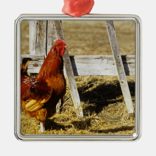 Ornement Métallique Coq Rhode Island Red