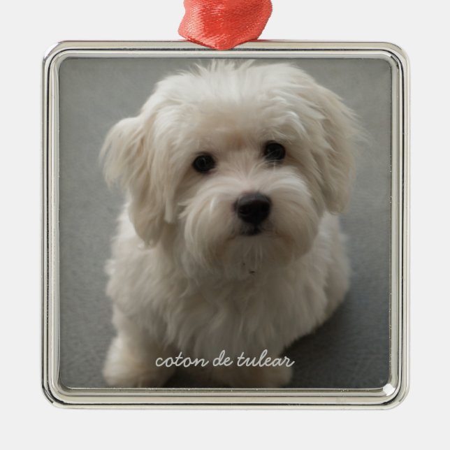 Ornement Métallique Coton de Tulear (Devant)
