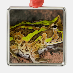 Ornement Métallique Crapaud cornu du Brésil, Ceratophrys cornuta, Nati