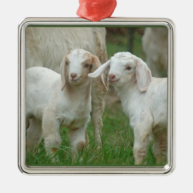 Ornement Métallique Deux chèvres blanches mignonnes de bébé (Devant)
