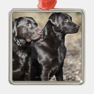 Ornement Métallique Deux chiens d'arrêt de Labrador noirs