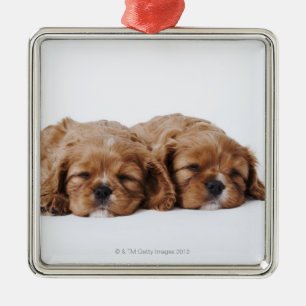 Ornement Métallique Deux chiots cavaliers d'épagneul du Roi Charles