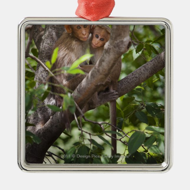 Ornement Métallique Deux singes dans un arbre (Devant)