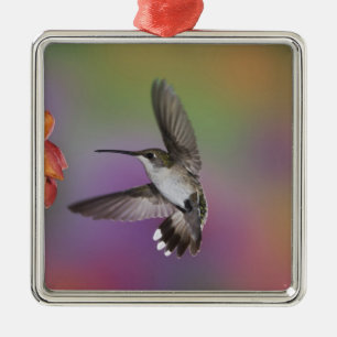 Ornement Métallique Femme Ruby Throated Hummingbird en vol