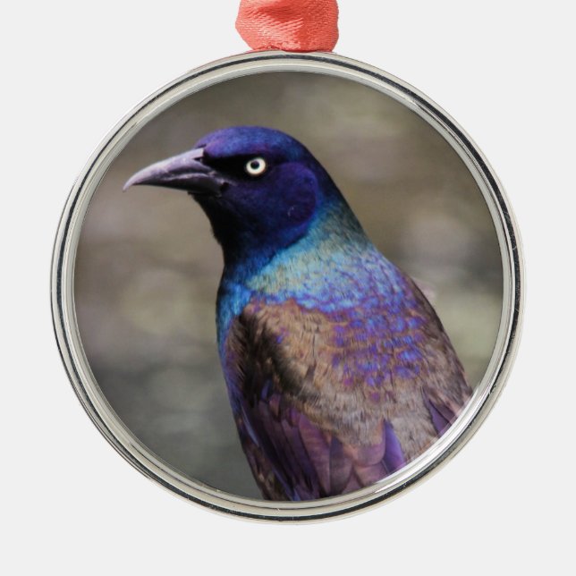 Ornement Métallique Grackle commun (Devant)