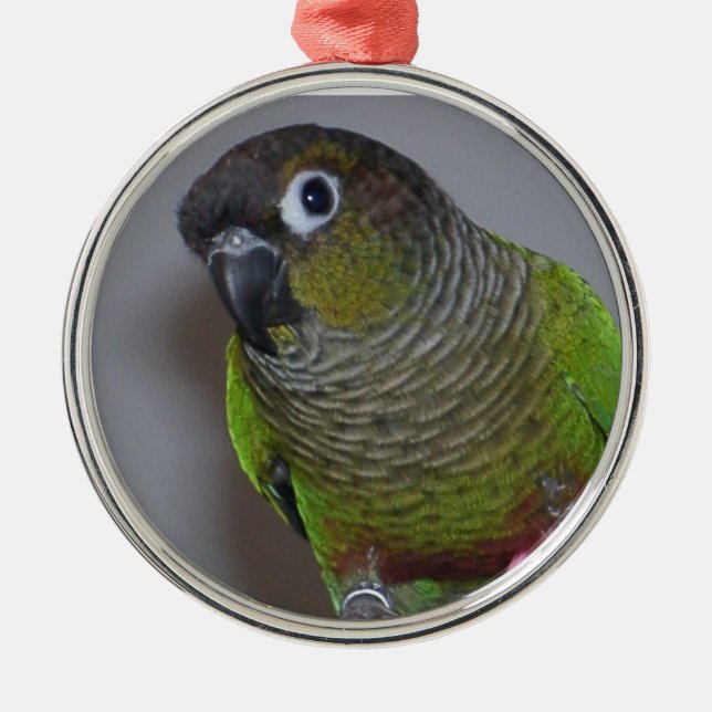 Ornement Métallique Greencheek adorable Conure (Devant)