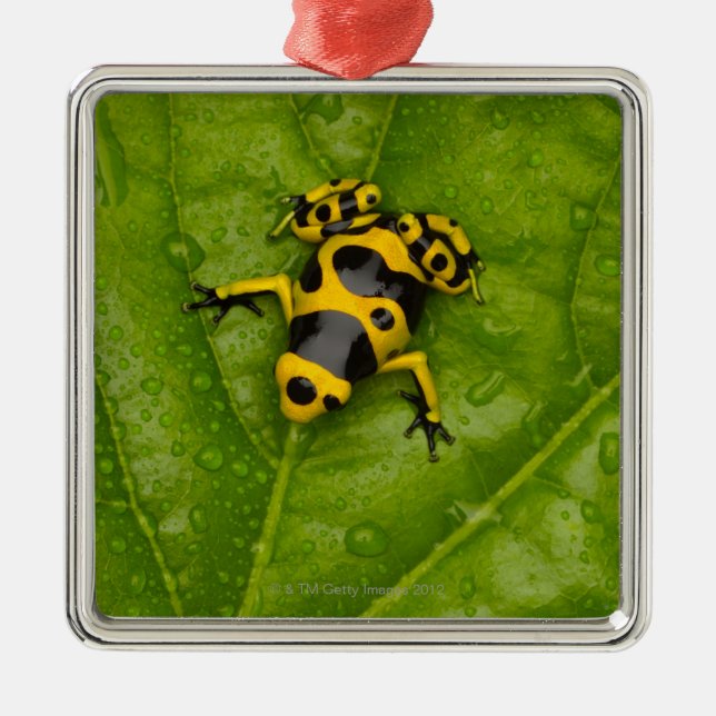 Ornement Métallique Grenouille de dard de poison de bourdon (Devant)