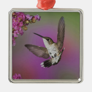Ornement Métallique Homme juvénile Ruby Throsé Hummingbird