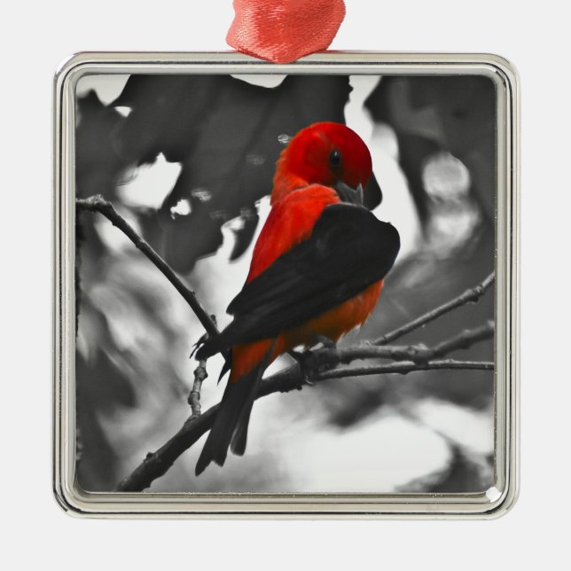 Ornement Métallique Homme Scarlet Tanager (Devant)