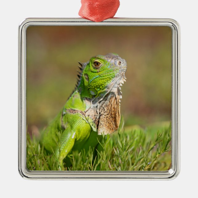Ornement métallique Iguana (Devant)