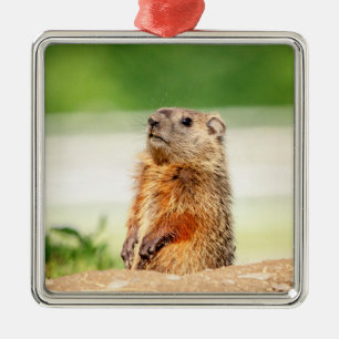 Ornement Métallique Jeune marmotte